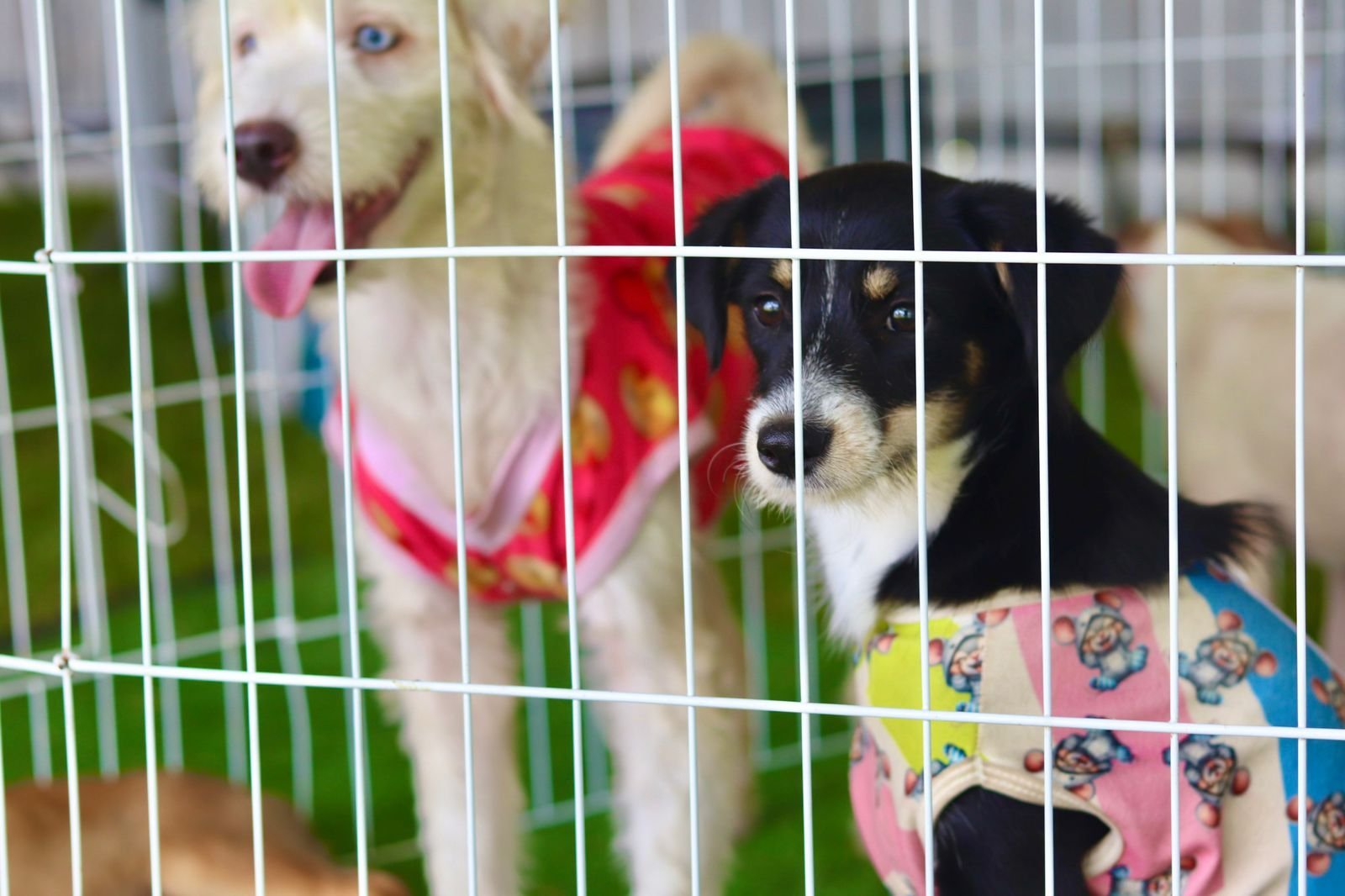 Baby, me Leva!: Uma nova chance para cães e gatos em Suzano