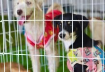 Baby, me Leva!: Uma nova chance para cães e gatos em Suzano